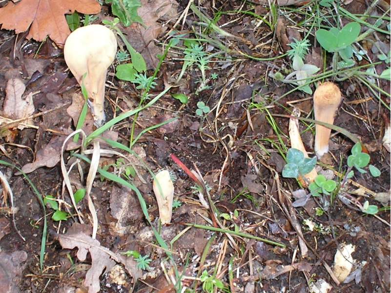 ritrovamenti attesi..